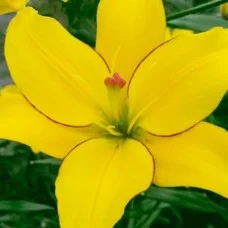 Liilia Yellow Cocotte